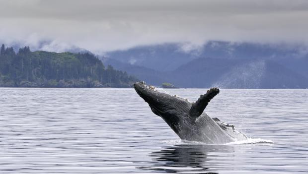 Whale-Watching Camping Trips